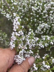 Erica simulans