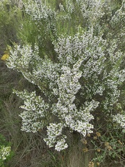 Erica simulans