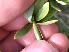 Veronica topiaria