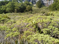 Veronica topiaria