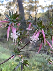 Styphelia triflora
