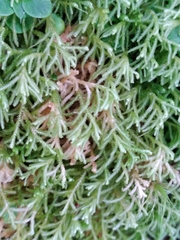 Lepidoziaceae