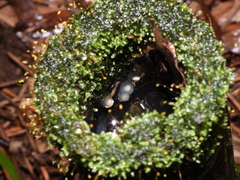 Kurixalus berylliniris