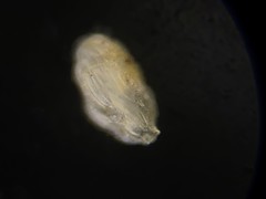 Trifarina angulosa