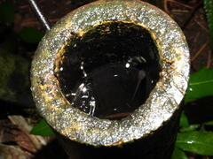 Kurixalus berylliniris