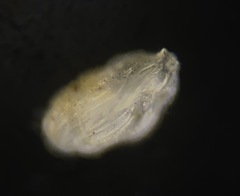 Trifarina angulosa