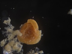 Glomospira gordialis