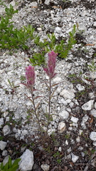 Castilleja rubra