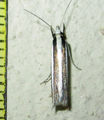 Angustalius malacellus