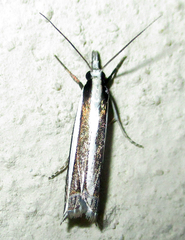 Angustalius malacellus