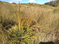 Aciphylla ferox