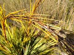 Aciphylla ferox