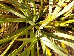 Aciphylla ferox