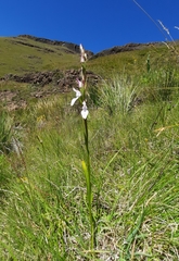 Brownleea recurvata