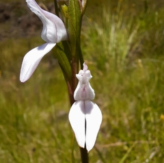 Brownleea recurvata