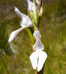 Brownleea recurvata
