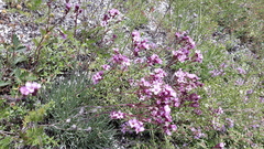 Gypsophila sambukii