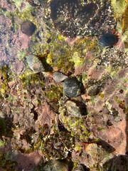 Calcinus californiensis