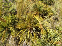 Aciphylla ferox