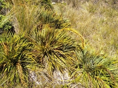 Aciphylla ferox