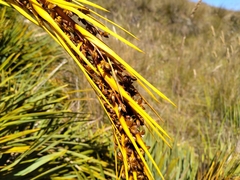 Aciphylla ferox