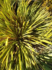 Aciphylla ferox