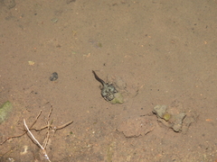 Bufo bankorensis