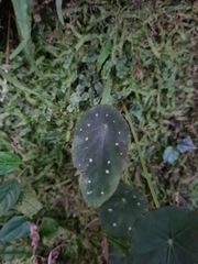 Begonia hitchcockii