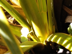 Aciphylla ferox