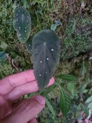 Begonia hitchcockii