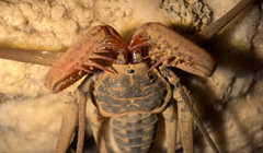 Paraphrynus chacmool