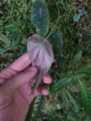 Begonia hitchcockii