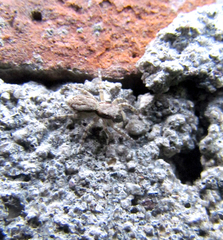 Menemerus bivittatus