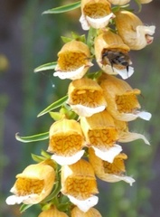 Digitalis ferruginea