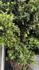 Calophyllum inophyllum