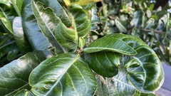 Calophyllum inophyllum