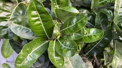 Calophyllum inophyllum