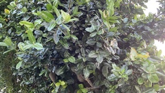 Calophyllum inophyllum