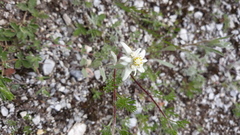 Leontopodium leontopodioides