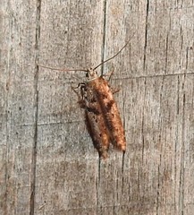 Aristotelia paradesma
