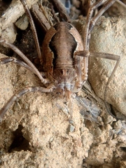 Dasylobus