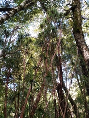 Dracophyllum traversii