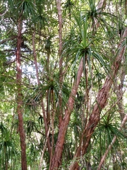 Dracophyllum traversii