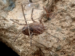 Dasylobus