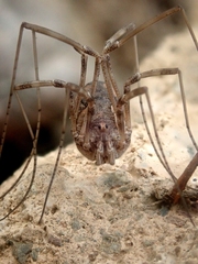 Dasylobus