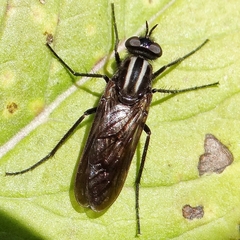 Thereva albovittata
