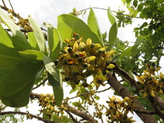 Ochna gamblei