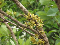 Ochna gamblei