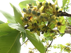 Ochna gamblei