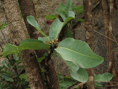 Ochna gamblei